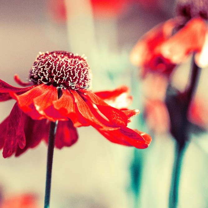 sarah-cadet-img-001 psychologue à Auzielle